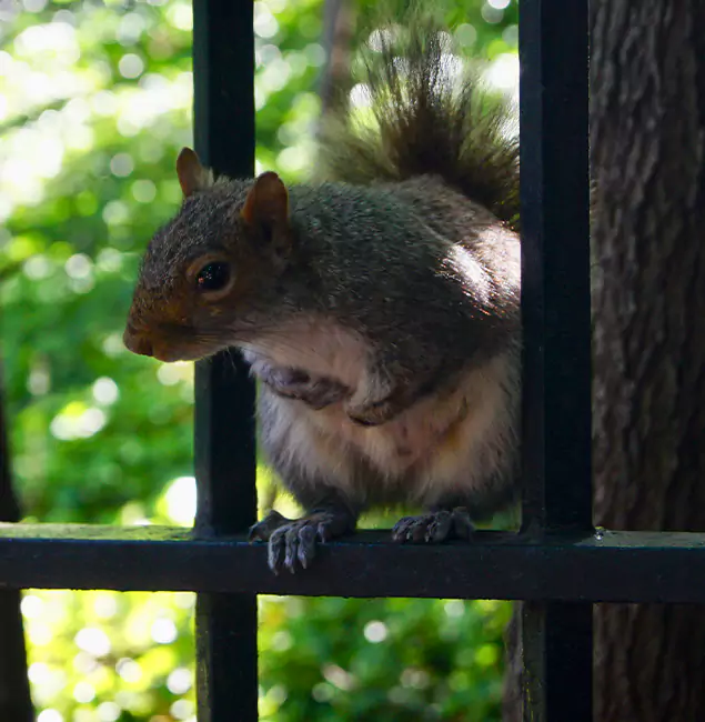 Why Eugene, OR Chooses Eugene Pest Control Pros for Squirrel Removal?