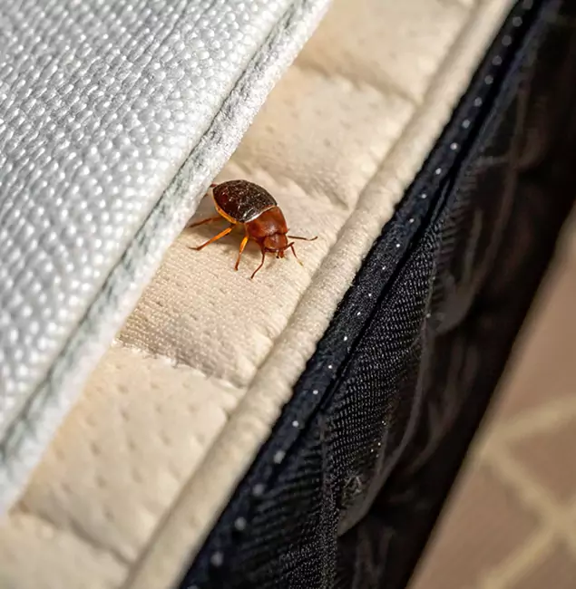 Why Eugene Homeowners Trust Eugene Pest Control Pros for Tick Treatment?
