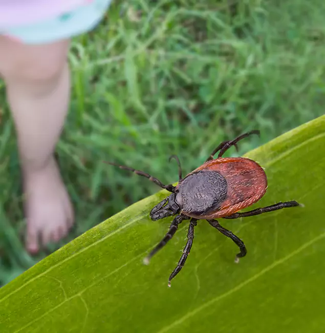 Why Eugene Homeowners Choose Eugene Pest Control Pros for Tick Extermination?