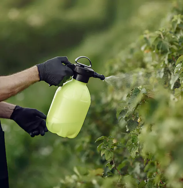 Why Eugene Homeowners Choose Eugene Pest Control Pros for Yard Tick Treatment?