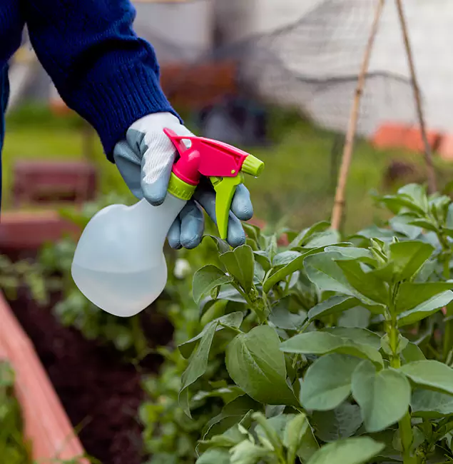 Why Eugene Relies on Eugene Pest Control Pros for Wasp Control Services?