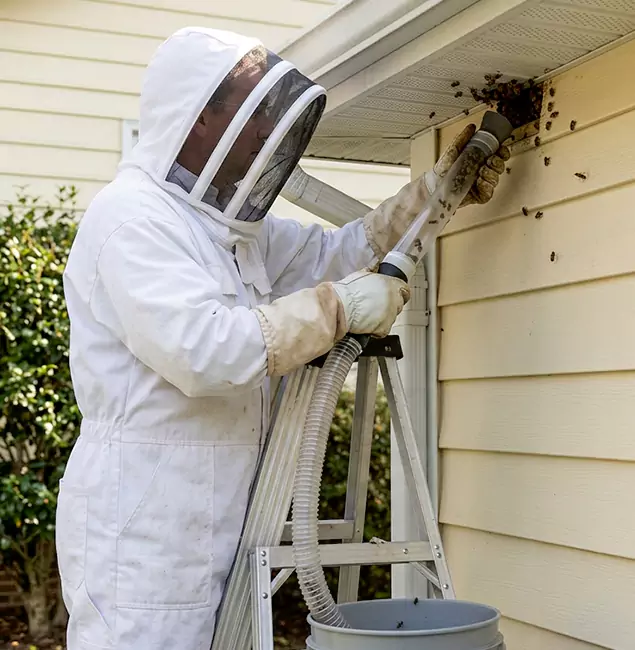 Why Eugene Trusts Eugene Pest Control Pros for Wasp Control?
