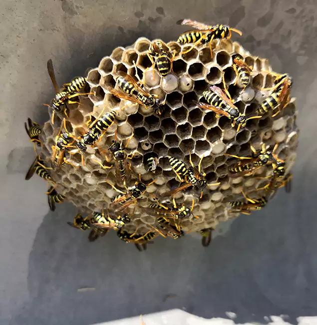 Why Eugene Chooses Eugene Pest Control Pros for Wasp Control Services?