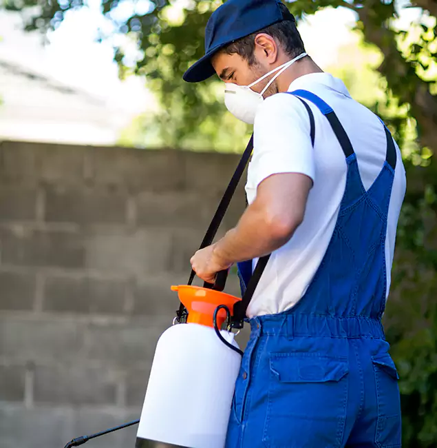 Why Eugene Pest Control Pros Is the Right Choice for Yellow Jacket Removal in Eugene, OR?