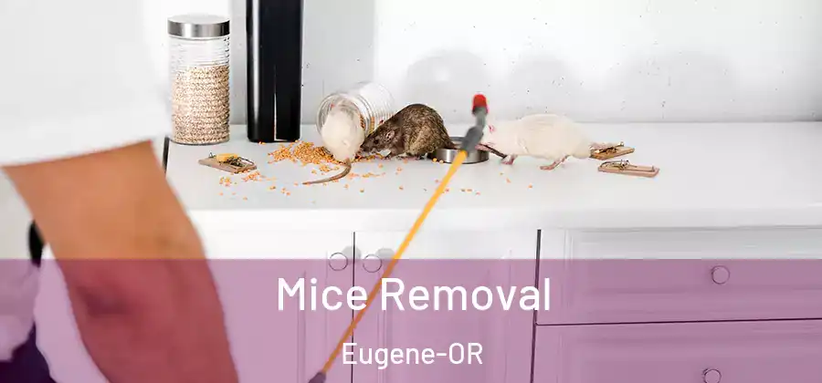Mice Removal Eugene-OR