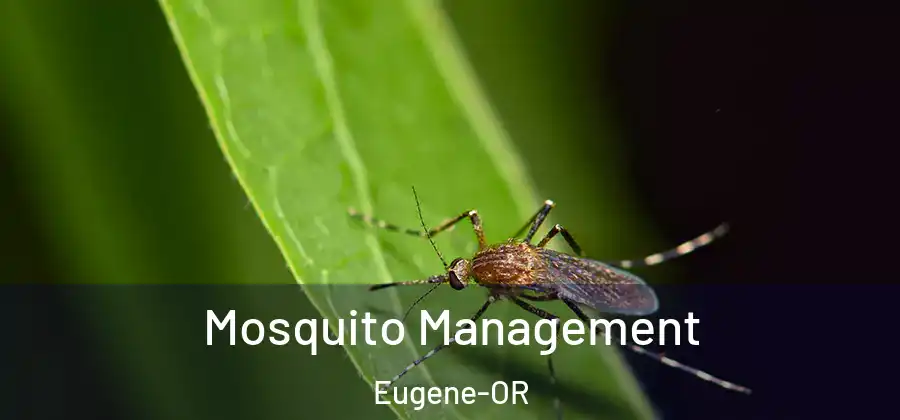 Mosquito Management Eugene-OR