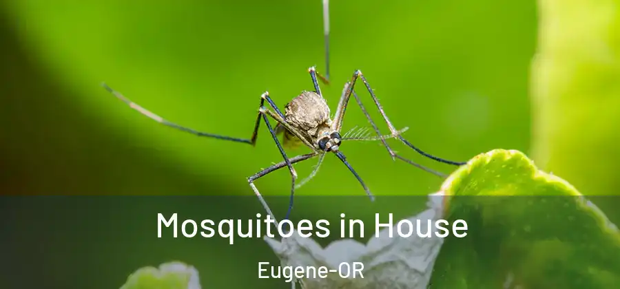 Mosquitoes in House Eugene-OR