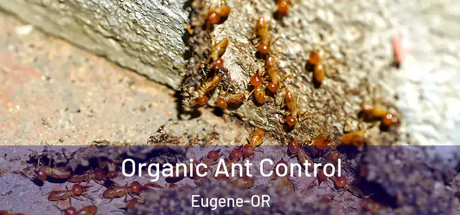 Organic Ant Control Eugene-OR
