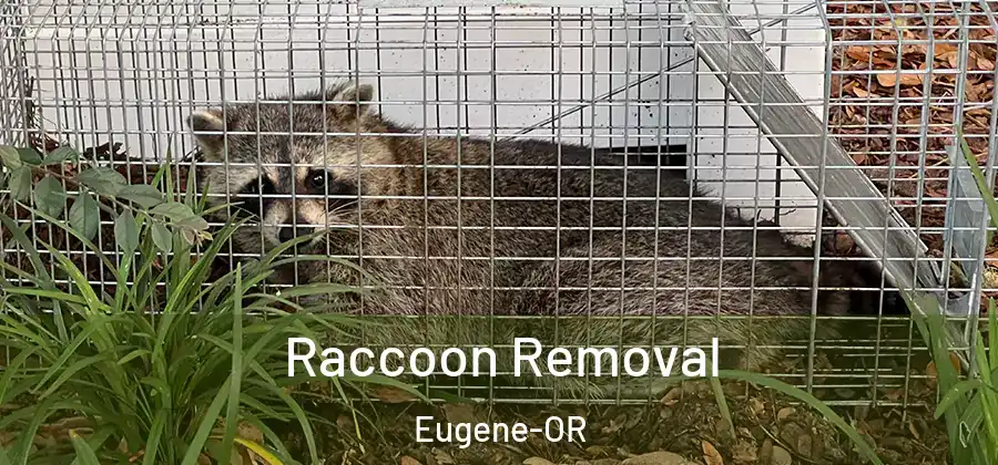  Raccoon Removal Eugene-OR