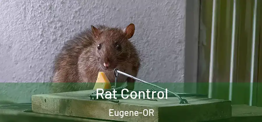 Rat Control Eugene-OR