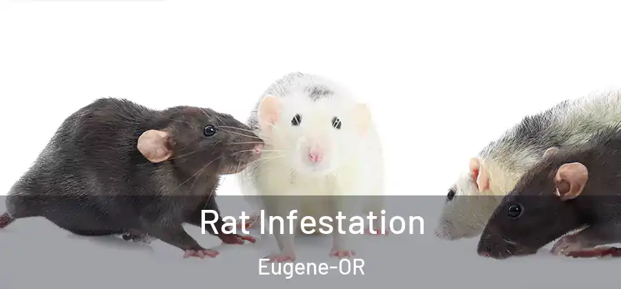 Rat Infestation Eugene-OR