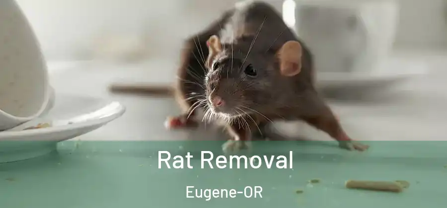 Rat Removal Eugene-OR