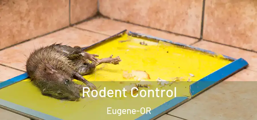 Rodent Control Eugene-OR
