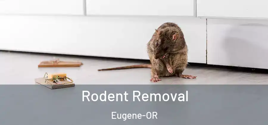 Rodent Removal Eugene-OR