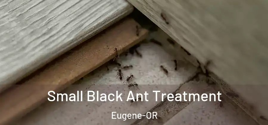  Small Black Ant Treatment Eugene-OR