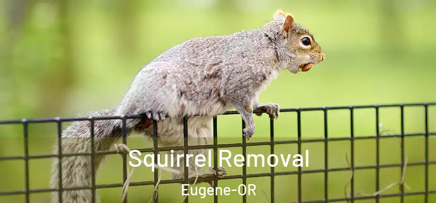 Squirrel Removal Eugene-OR