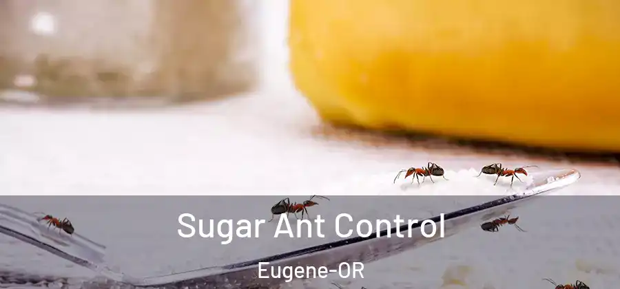 Sugar Ant Control Eugene-OR