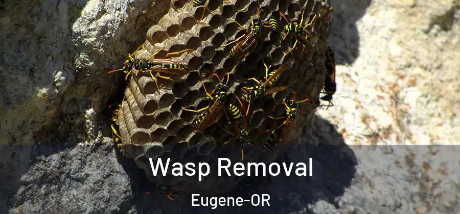 Wasp Removal Eugene-OR