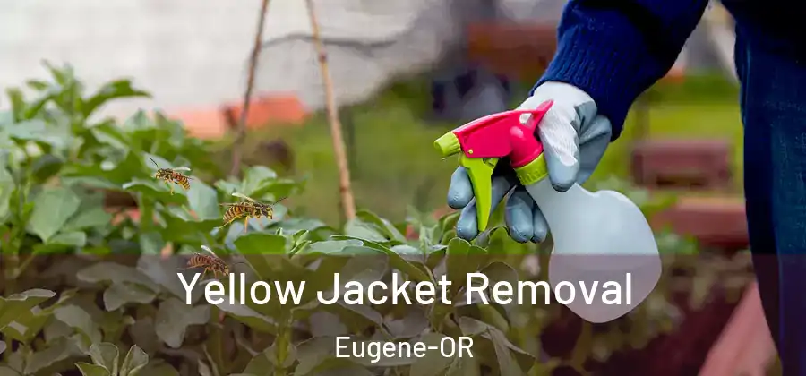 Yellow Jacket Removal Eugene-OR